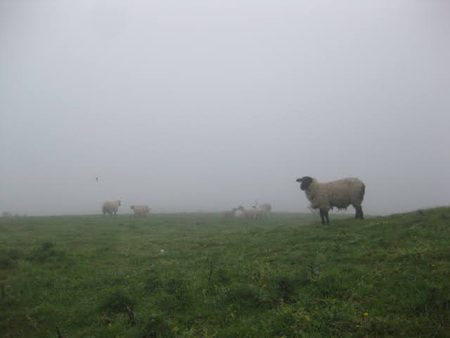 White sheep with a black face stands on a green, grassy hill in heavy fog with other sheep in the distance.