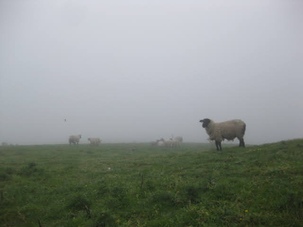 White sheep with a black face stands on a green, grassy hill in heavy fog with other sheep in the distance.